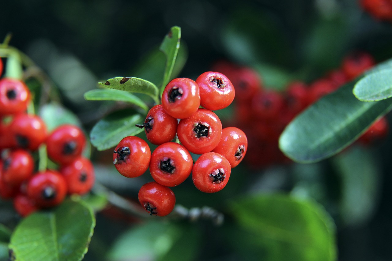 仅是莫兰特 仅是莫兰特